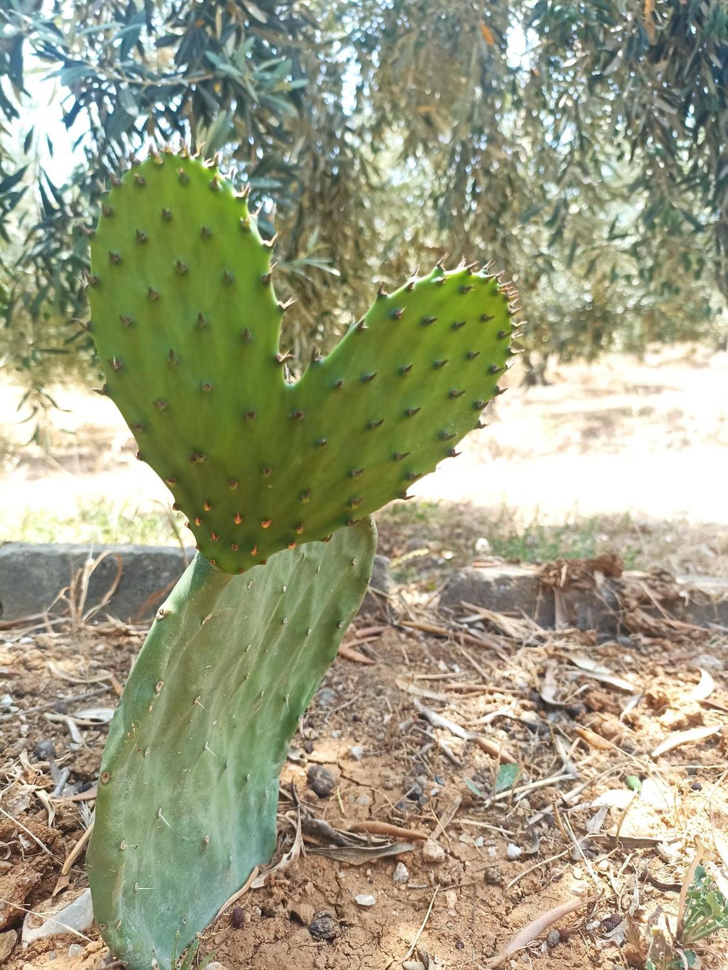 네아 포티데아 Kalelia 아파트 외부 사진